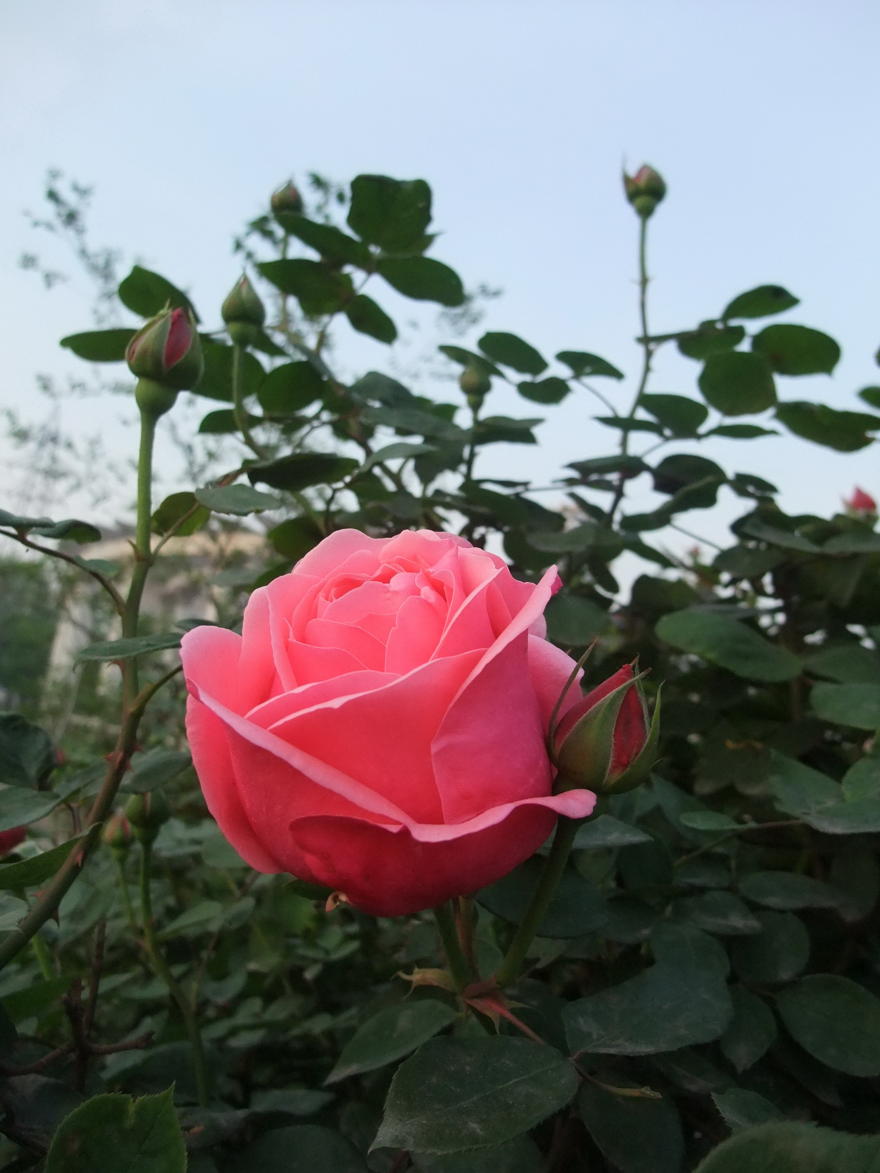 DSCF7978.jpg
