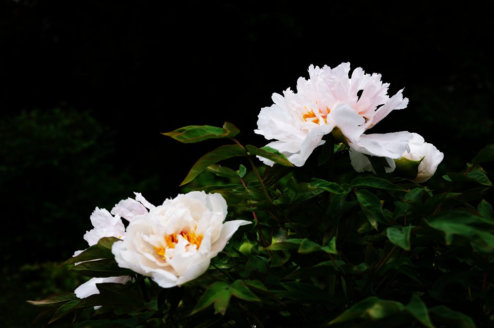 DSC_0051_.jpg