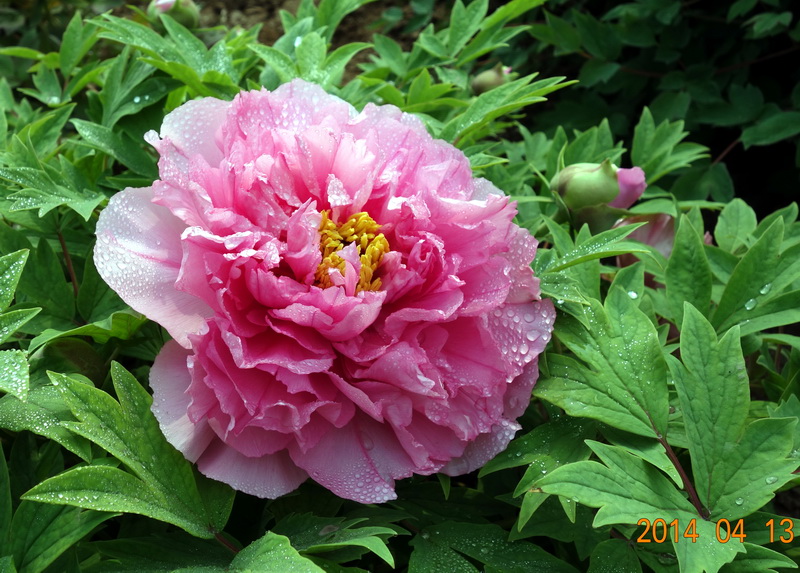 DSC08433.jpg