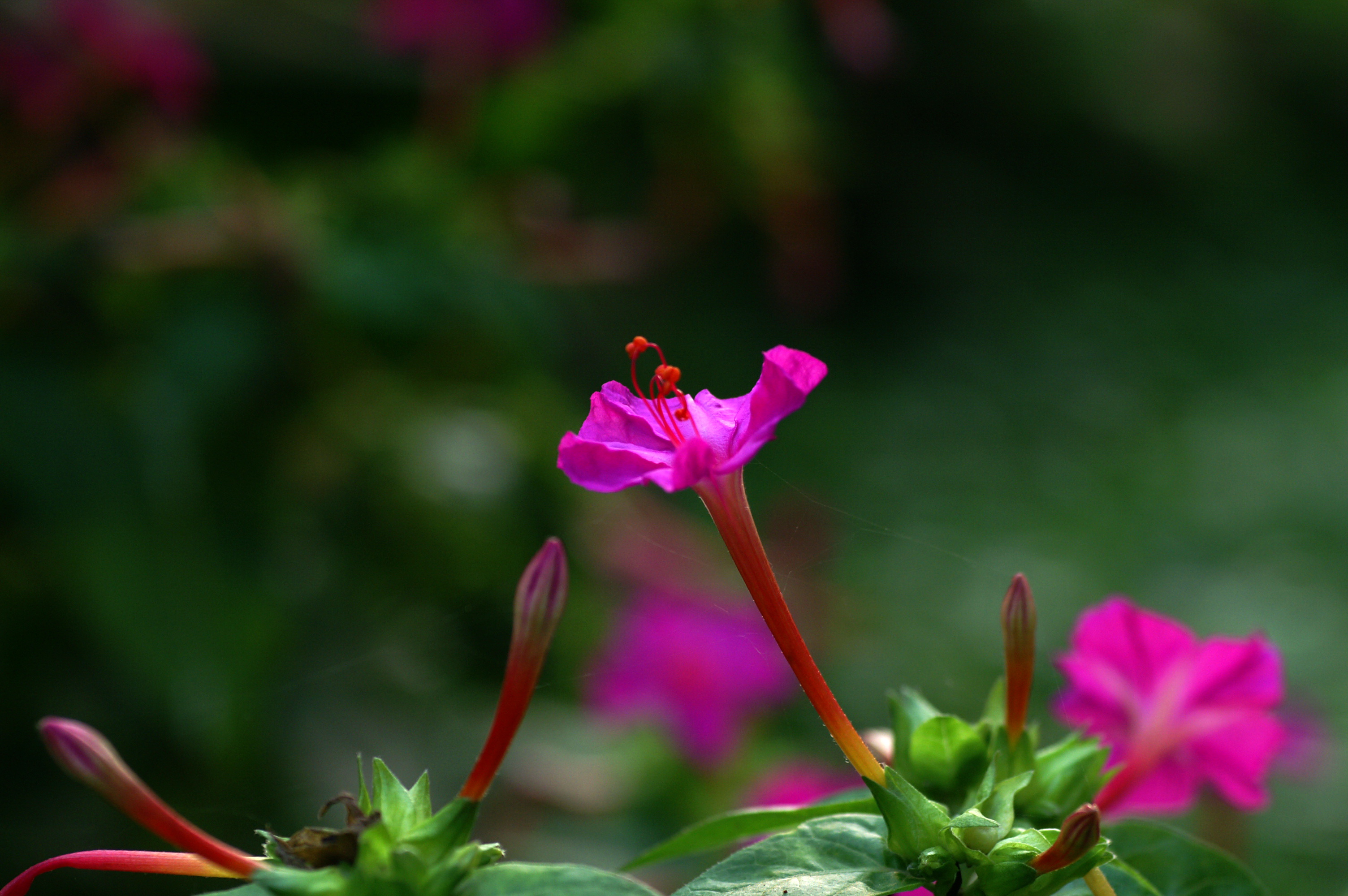 PICT7731.jpg