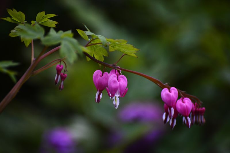 _DSC0164-0-1.jpg