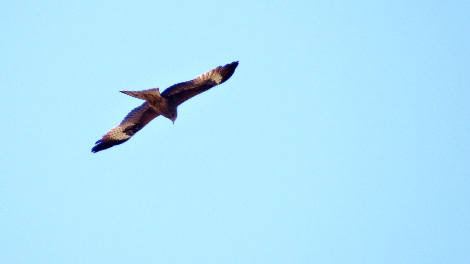 DSC08714d.jpg