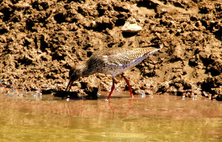 IMG_4087.JPG