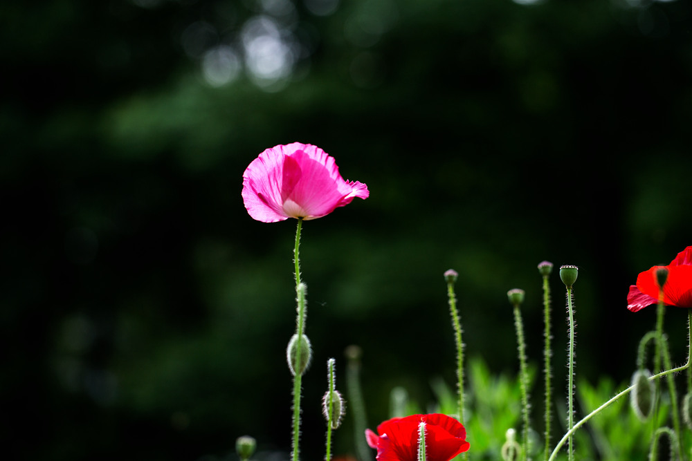 IMG_8340_.jpg