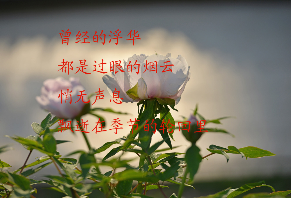 DSC_1639 .jpg