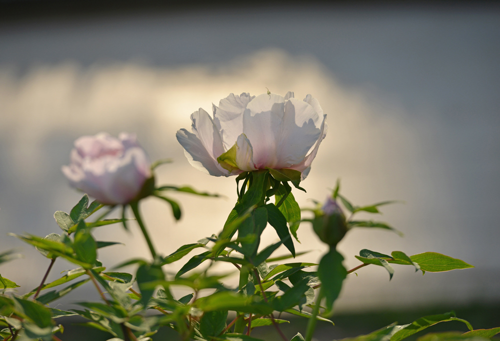 DSC_1639 .jpg