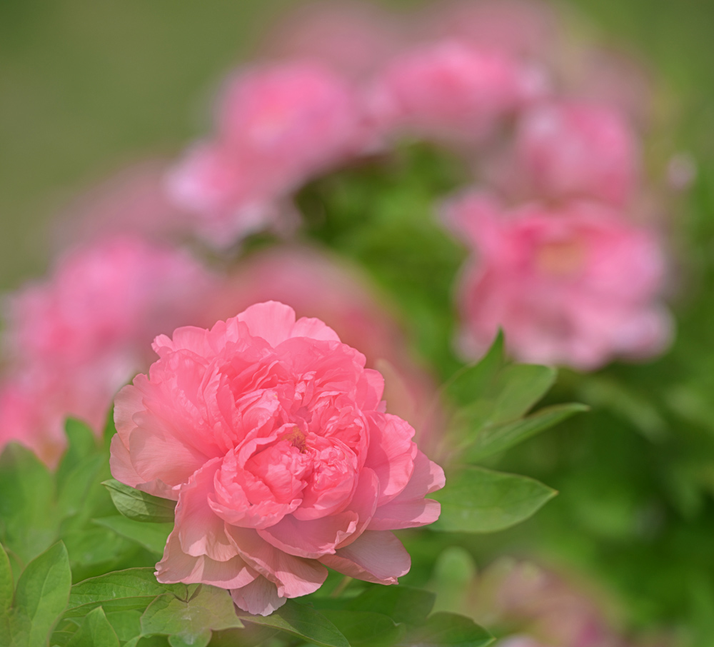 DSC_1676 .jpg
