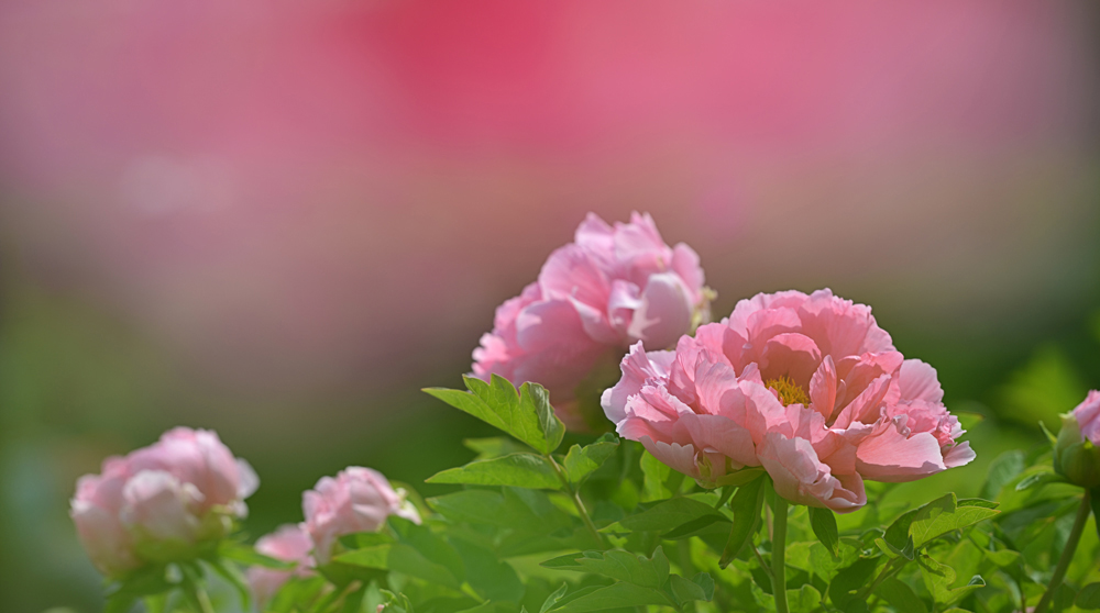 DSC_1661 .jpg