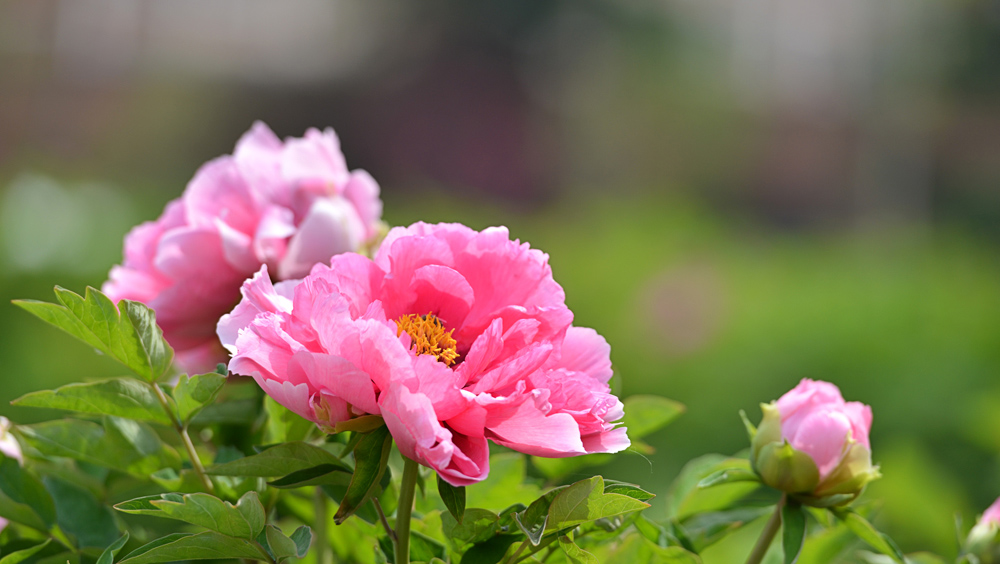 DSC_1683 .jpg