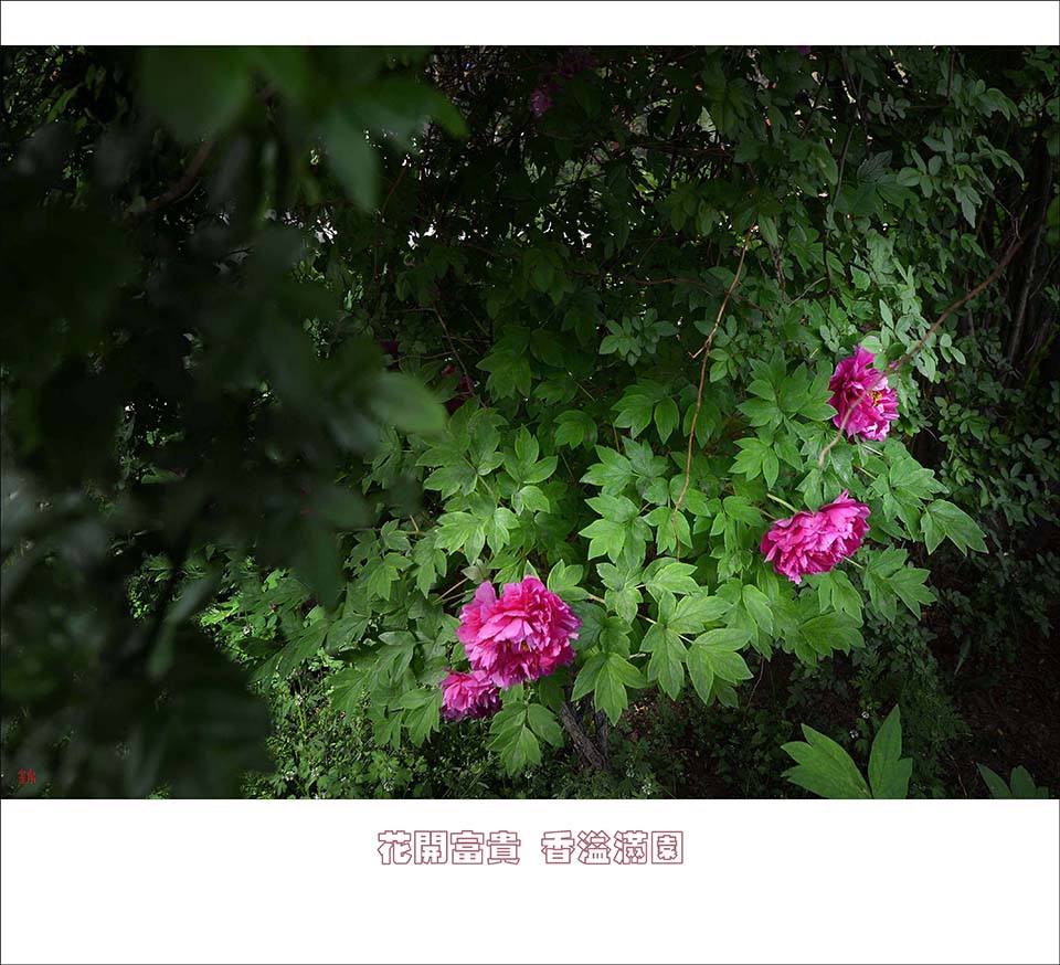 DSC_2732.jpg