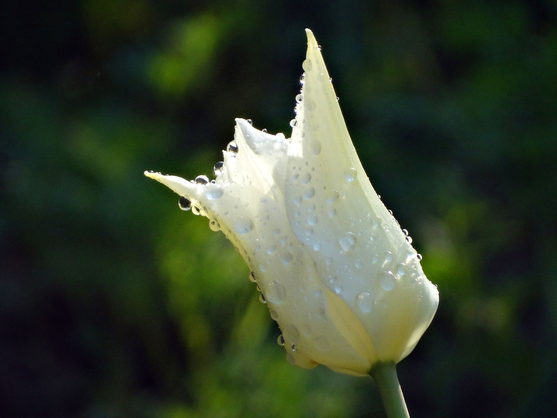 DSC00096_.jpg