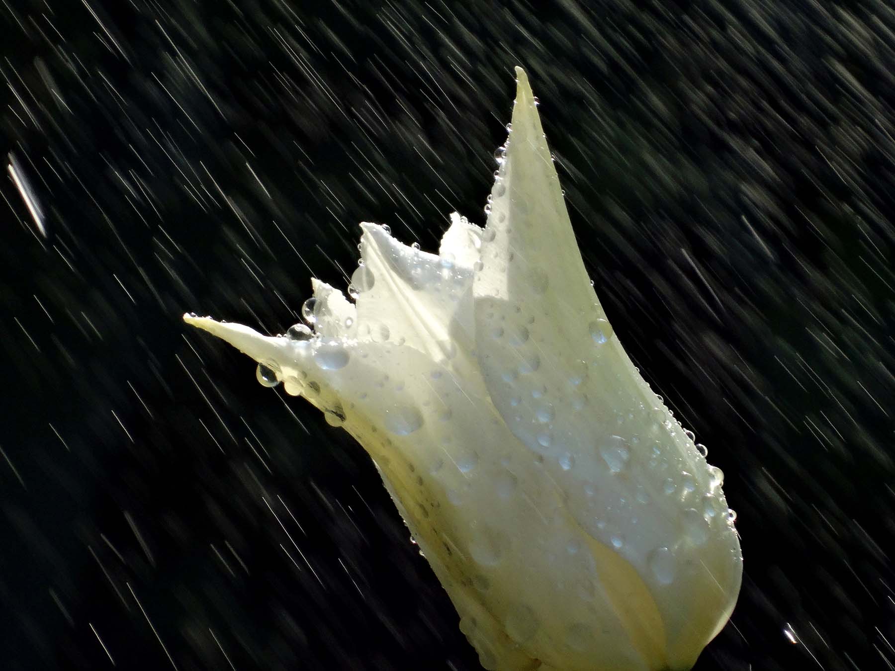 DSC00098_.jpg