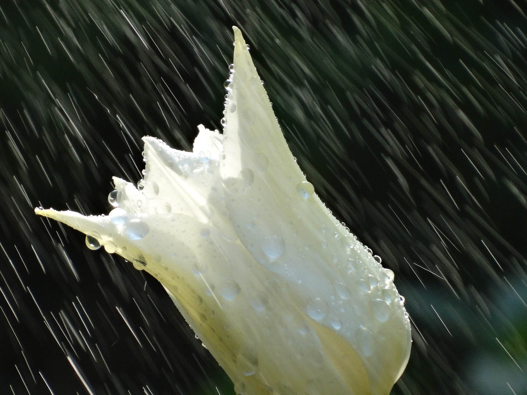 DSC00100_.jpg
