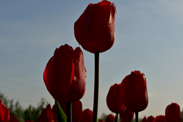 DSC_0107.JPG