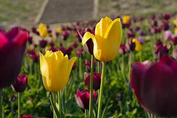DSC_0116.JPG