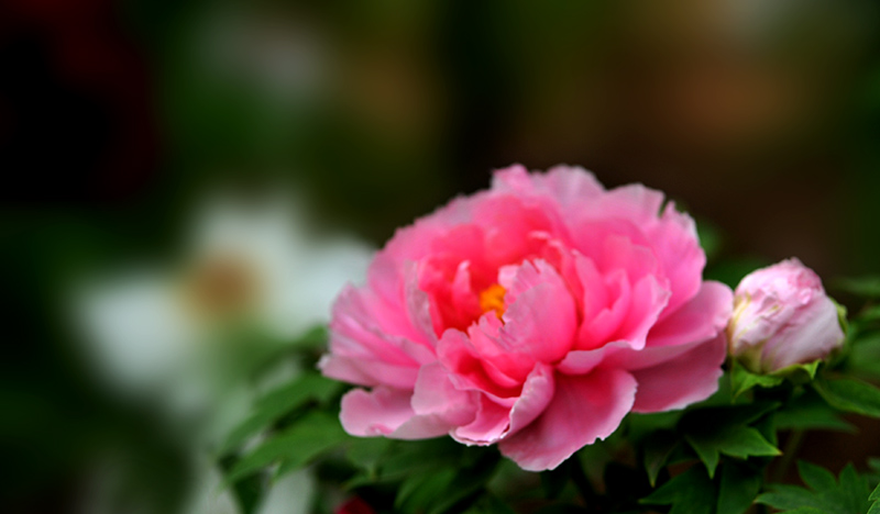 _SC_9645.JPG