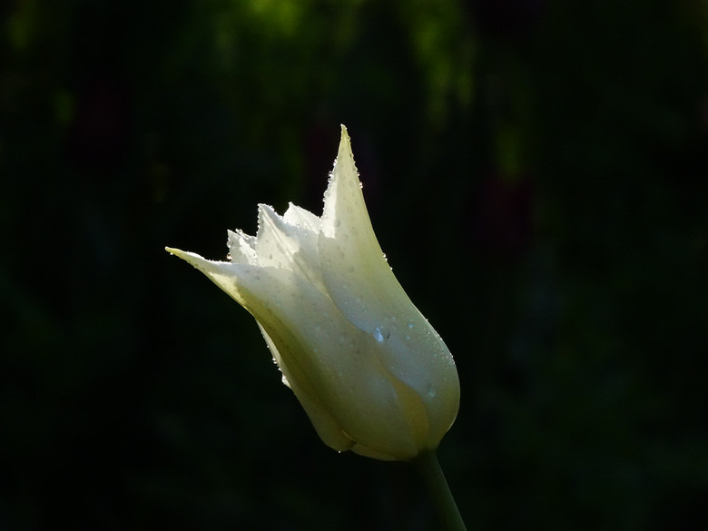 DSC02099_.jpg