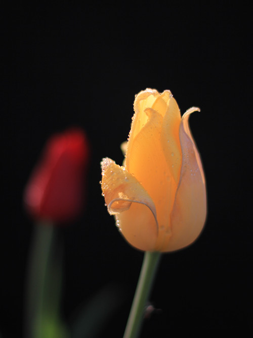 IMG_6218_.jpg