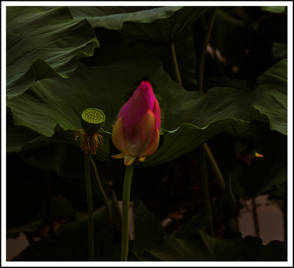  00612.jpg