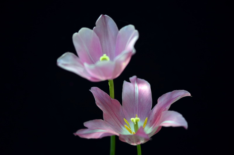 ˫   