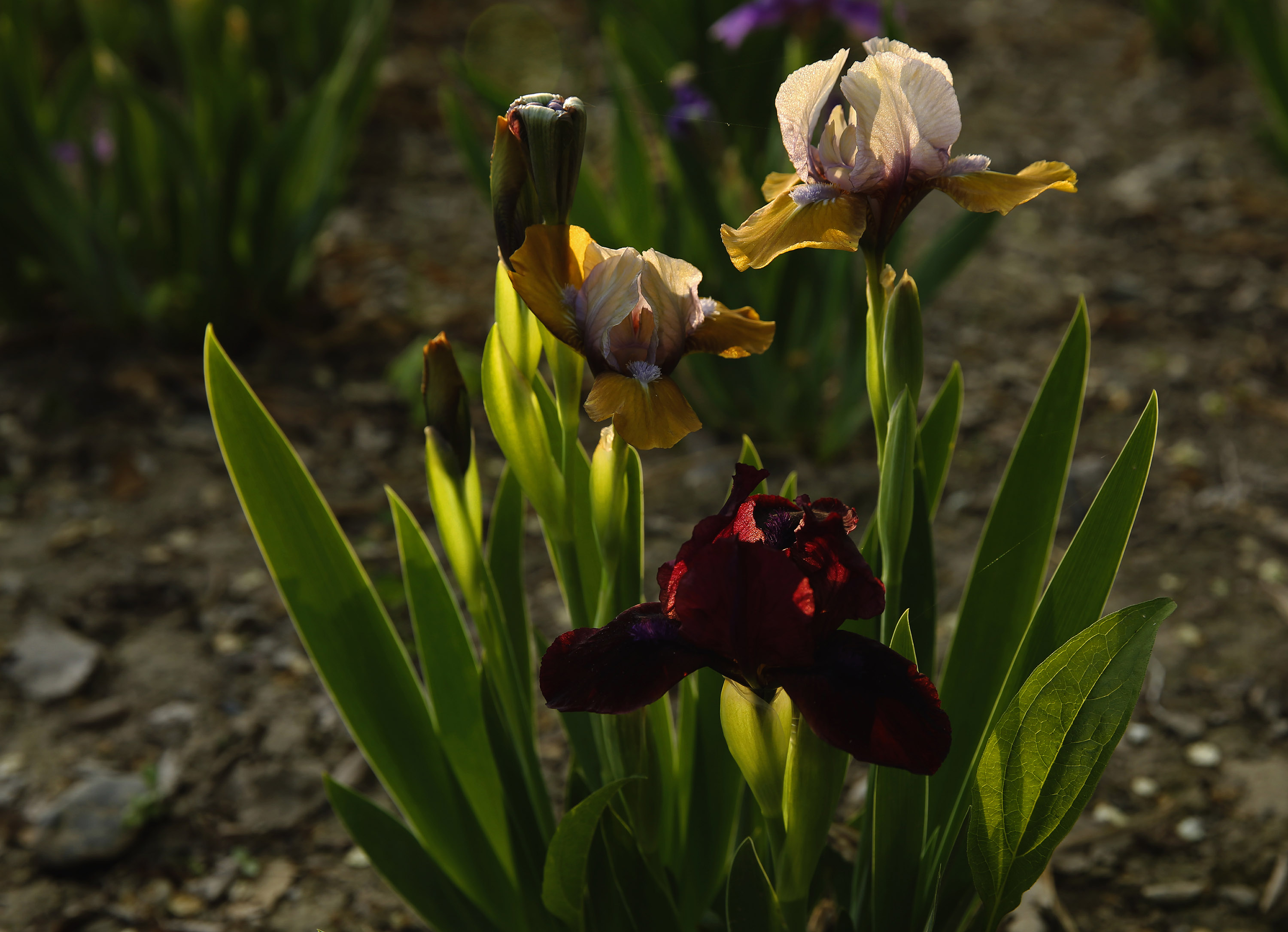 _H6A58711.jpg