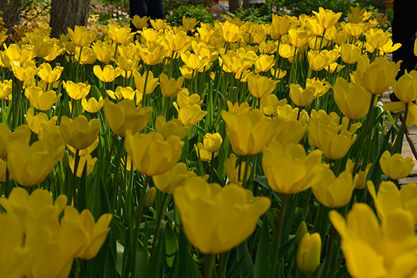 DSC_0076.JPG