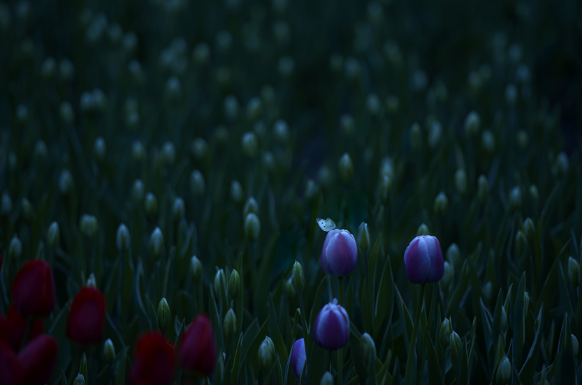 _LFD6976.JPG