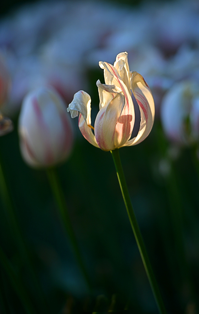 DSC_1718 .jpg