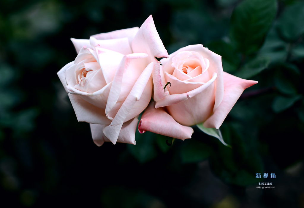 DSC_3145.jpg