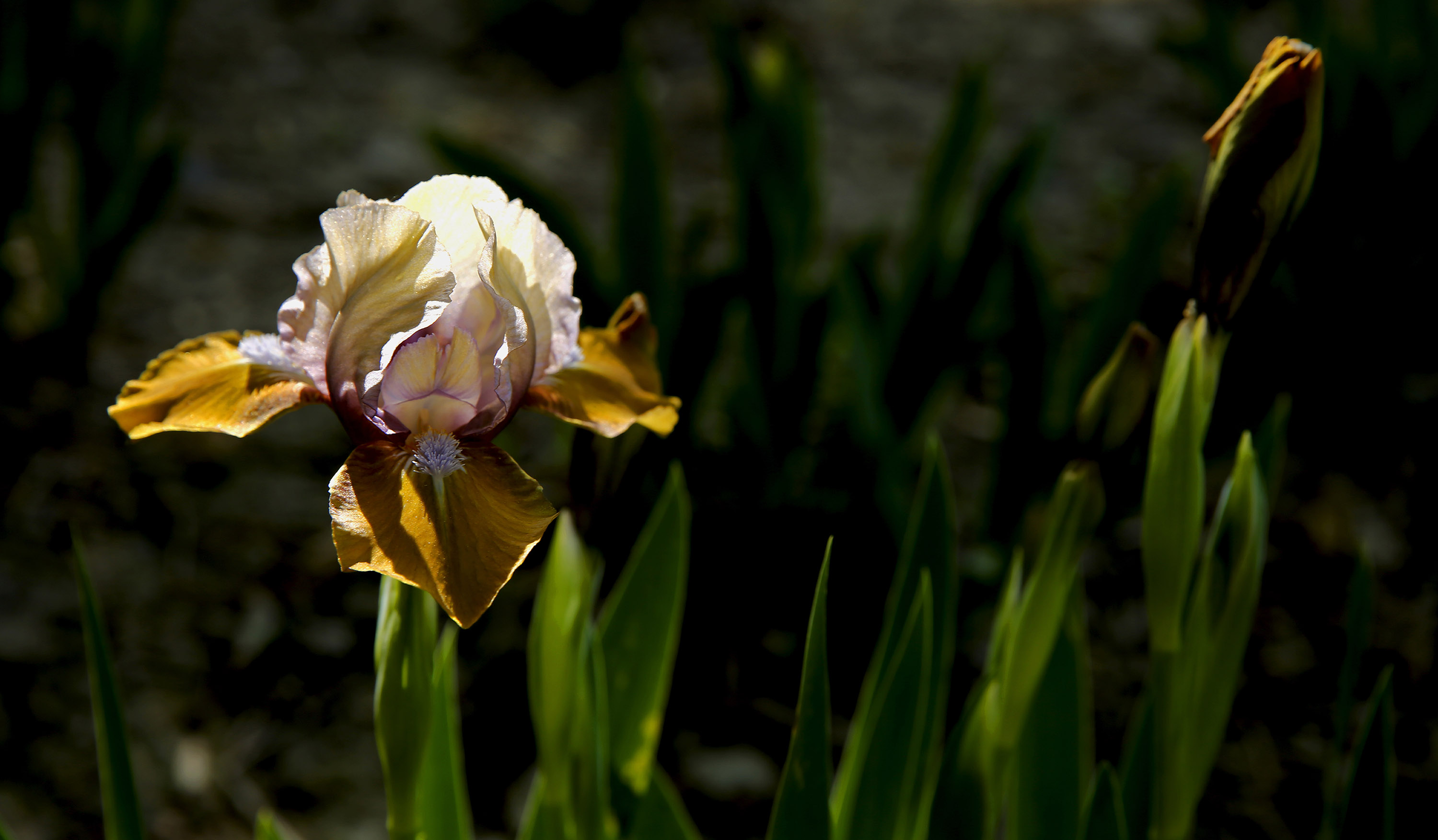 _H6A58341.jpg