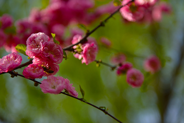 DSC_0071.JPG