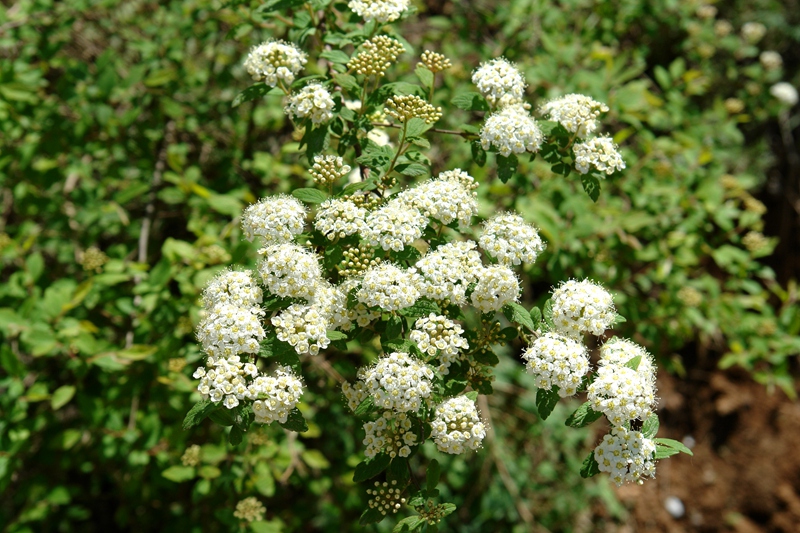 DSC04411_.jpg