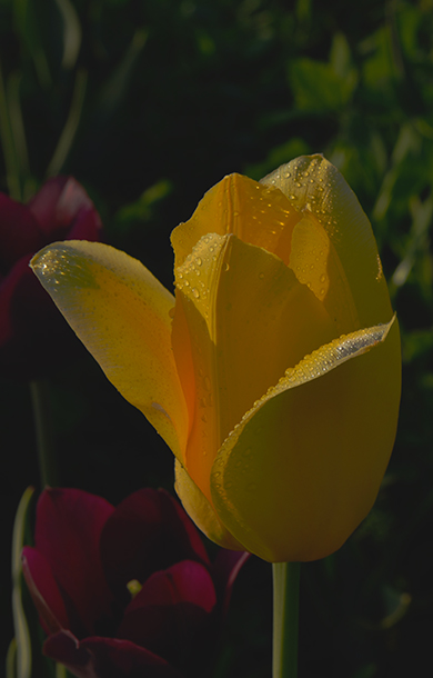 DSC_0121.JPG