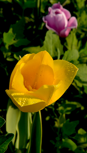 DSC_0153.JPG