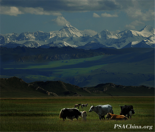 06.ƷɽµţThe yak.jpg