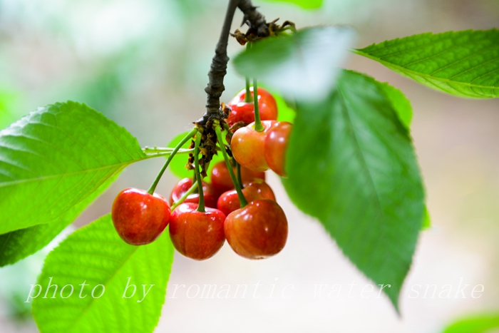 DSC_9815.jpg