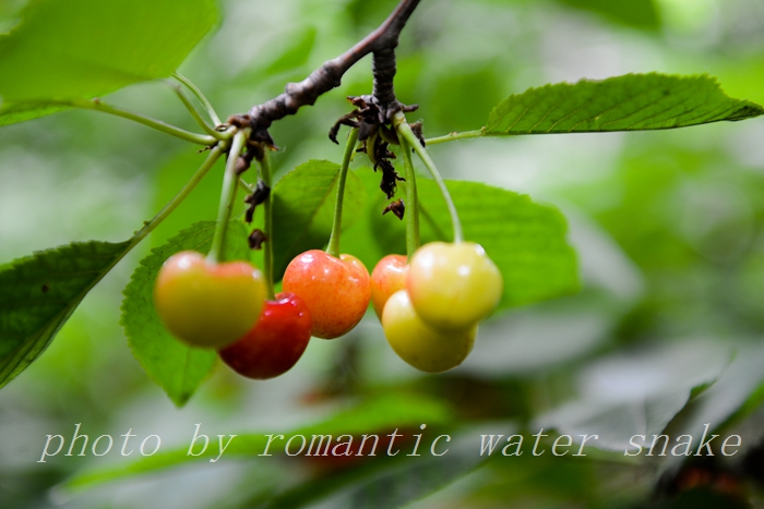 DSC_9816.jpg