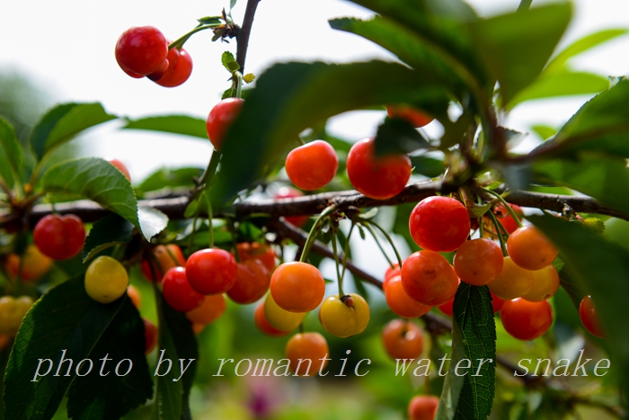 DSC_9827.jpg
