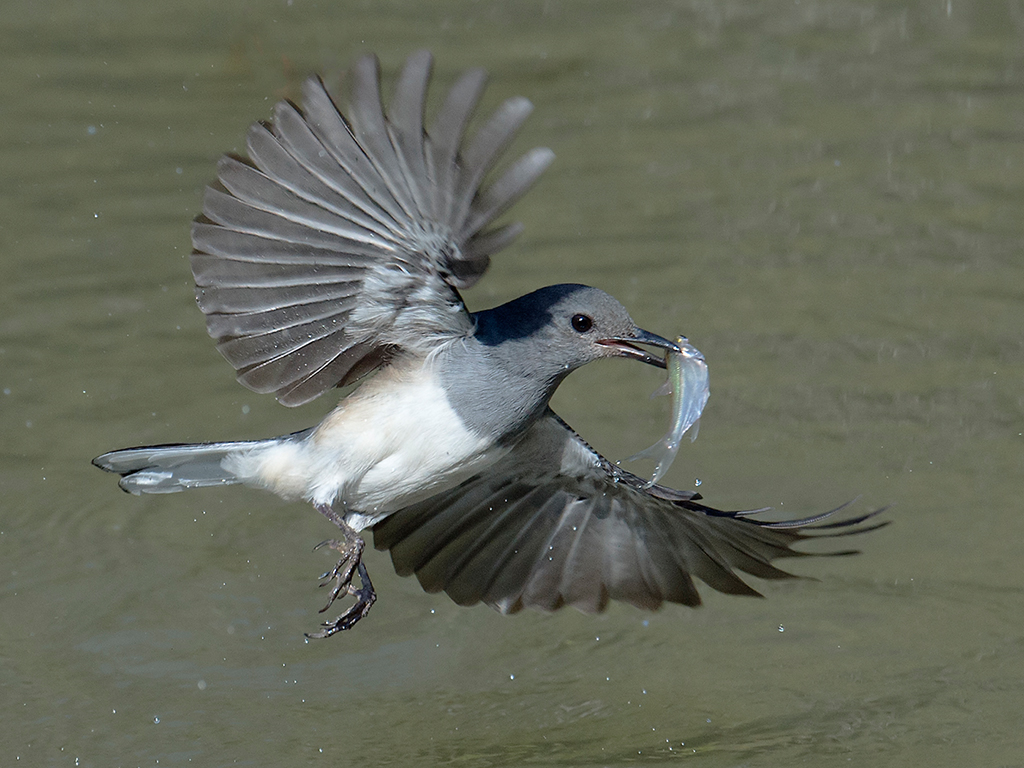 2 IPAȻCheung Koon Nam EFIAPARPSۣGOOD CATCH.jpg