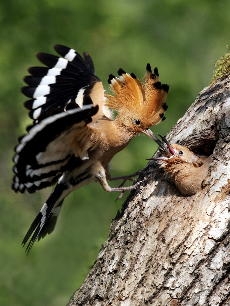 4 IPAȻѫSiklienka RadimirAFIAP˹工ˣDUNK FAMILY.jpg