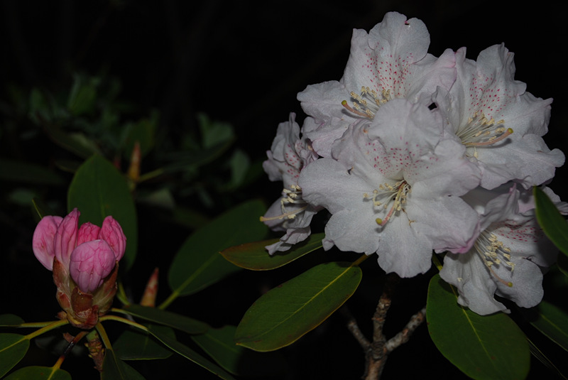 DSC_0694_.jpg
