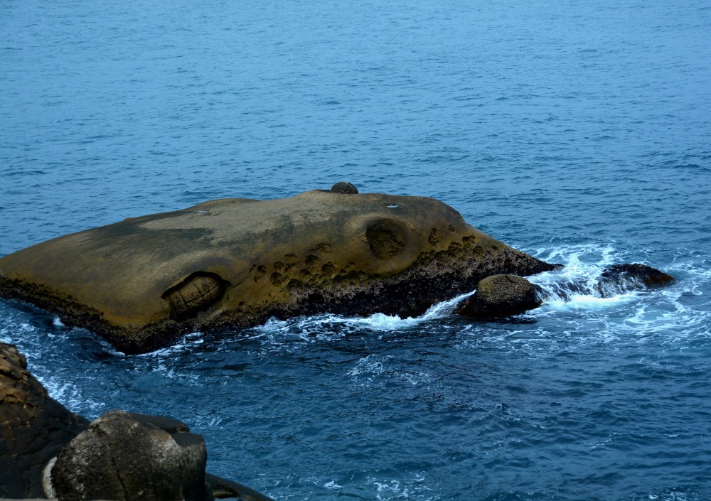 DSC_5030_conew1.jpg