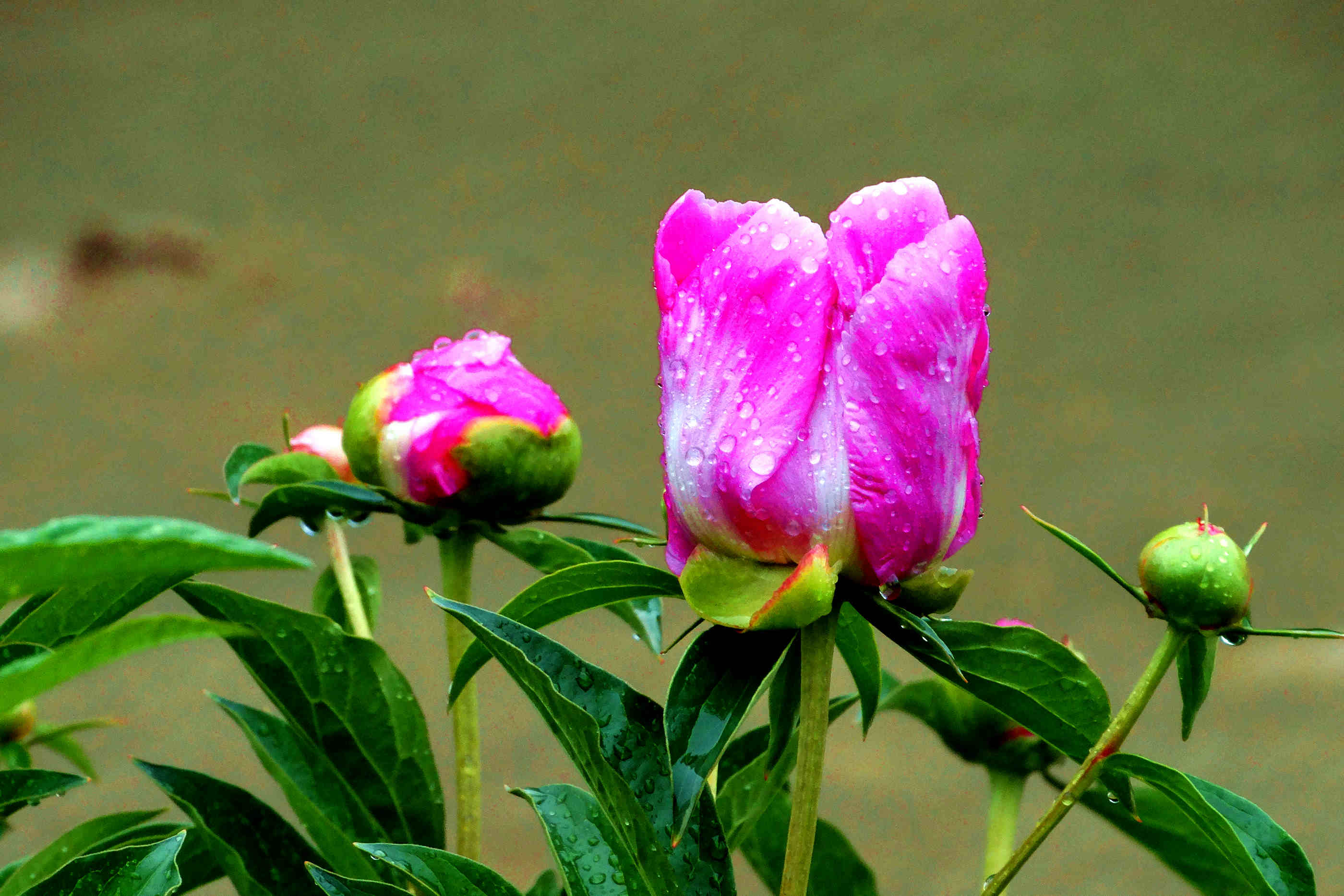 DSC00456x.jpg