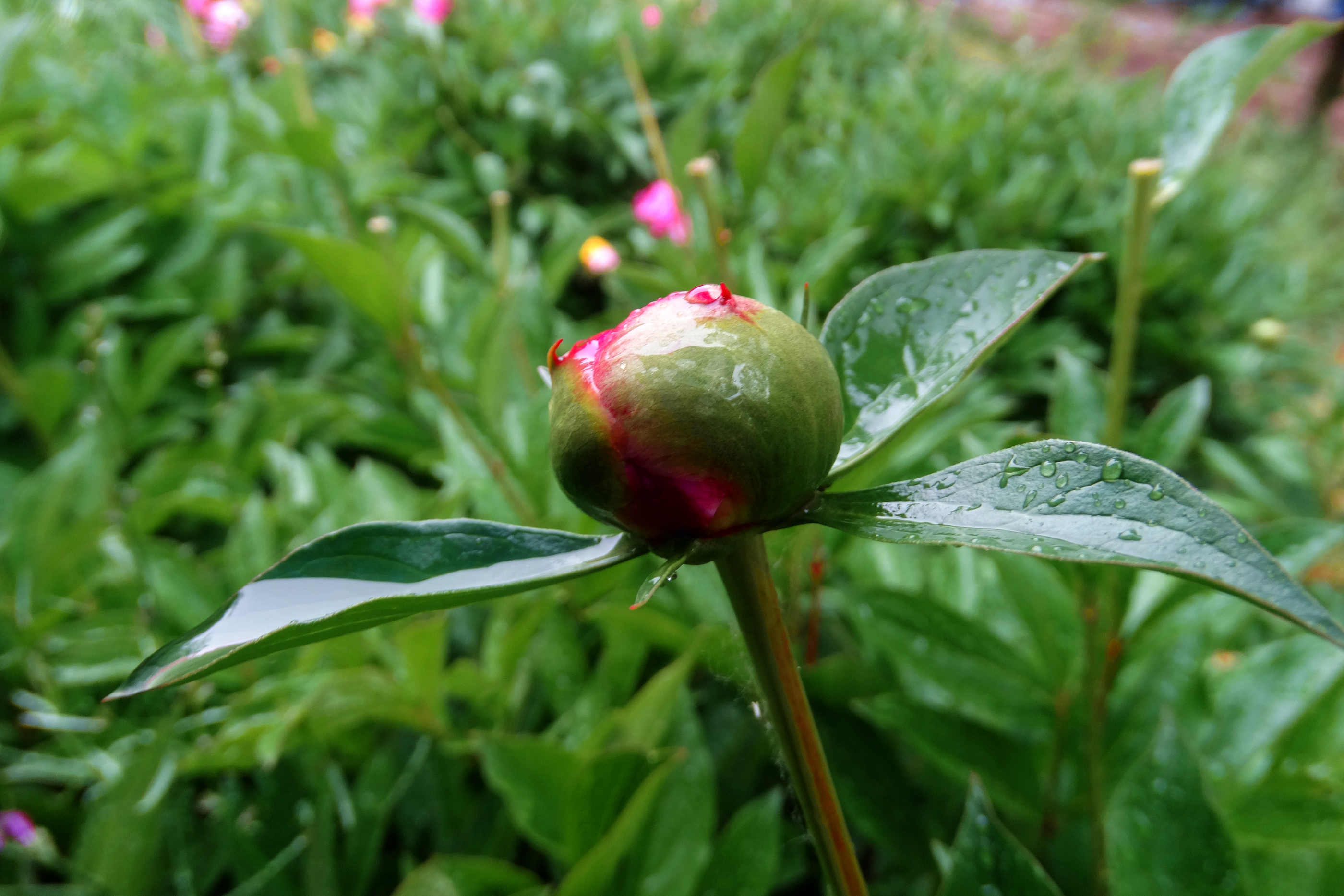 DSC00472x.jpg