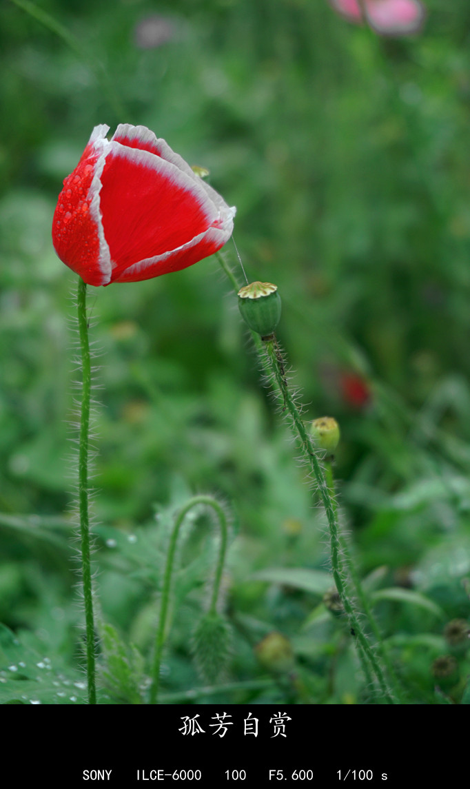 DSC01820.JPG