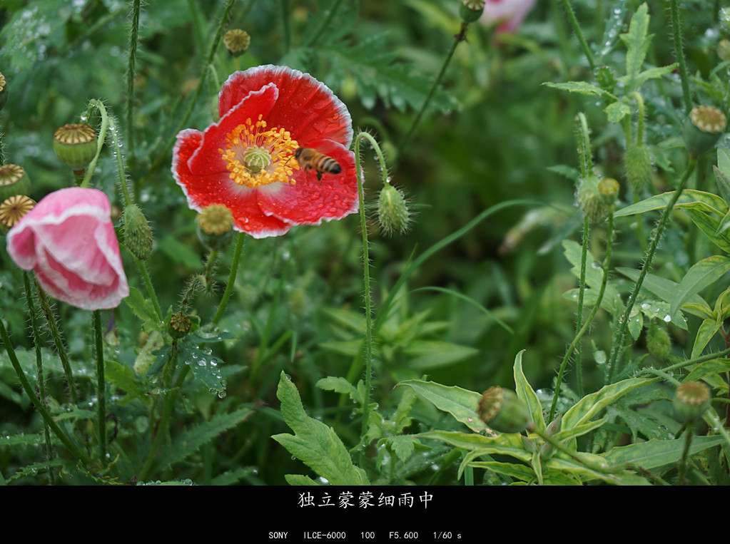DSC01834.JPG