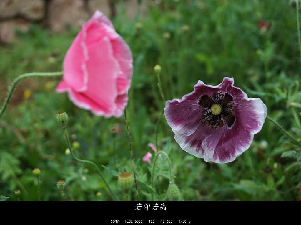 DSC01850.JPG