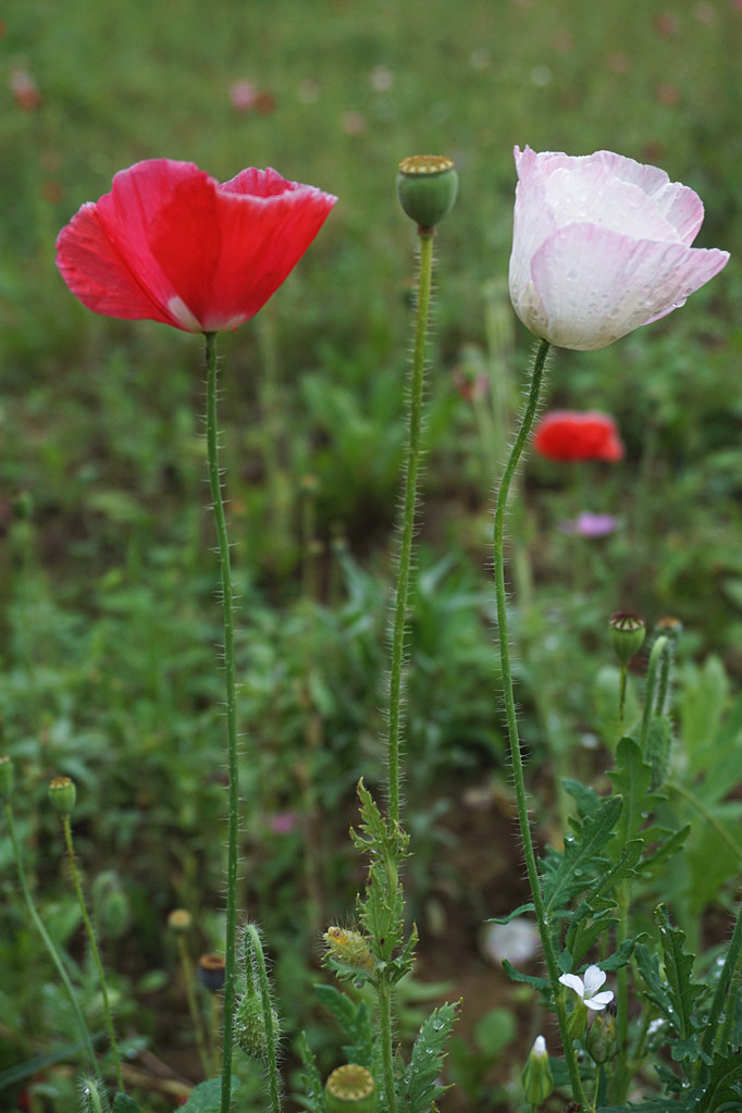DSC01854.JPG