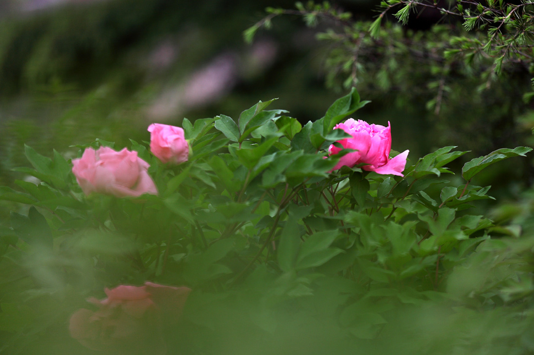 IMG_8787.JPG