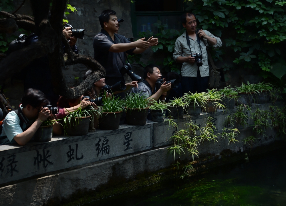 DSC_6808_conew1.jpg